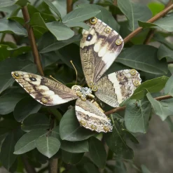Steampunk 3D Butterfly Model Metal Puzzle DIY Assembly Kit for Kids, Teens and Adults (150PCS+)